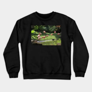 Flamingo's at Deshaie Botanical Garden Crewneck Sweatshirt